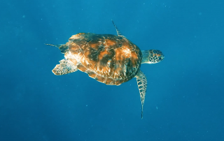 Turtle Snorkeling Aruba